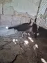 Пауни спалдинги, снимка 1