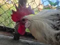 Петли от породата Сребрист бракел, снимка 6