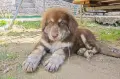 Каракачански кучета, снимка 4