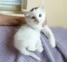 Подарявам 2 котенца - момченца/ Kleine Katzen zu verschenken, снимка 5