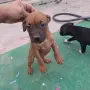 Продават се питбучета!, снимка 5
