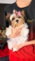 Йоркширски Териер! Baby face принцесса с родословие , снимка 2