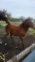Кон/HORSE......, снимка 3