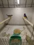 Продавам амадини , снимка 2