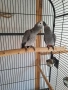 Папагали жако, снимка 8