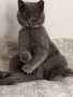 Шотландско котенце, снимка 1
