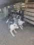 Западно сибирска Лайка, снимка 7