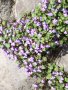 Цимбалария-  предпазва  дома от лоши очи, снимка 1 - Градински цветя и растения - 41117086