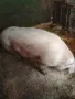 Продавам прасета, снимка 1