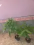 Пахира дървото на късмета, снимка 3