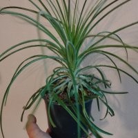 Продавам Пуя Мирабилис, снимка 1 - Стайни растения - 40979038