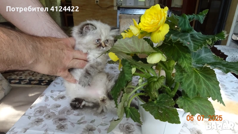 Женски кълърпойнт , снимка 1