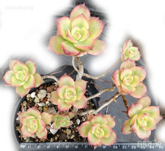 Еониум (Aeonium decorum variegata, Aeonium kiwionium), вкоренено сукулентно растение, снимка 1