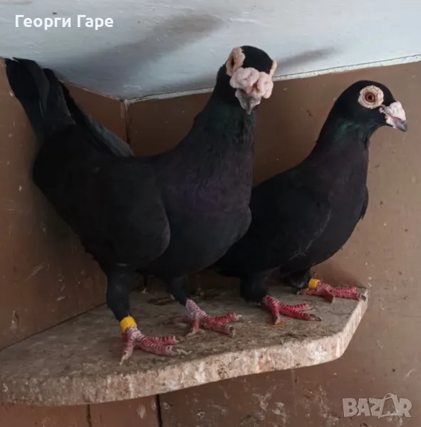 Бг изложбени пощенски гълъби , снимка 1