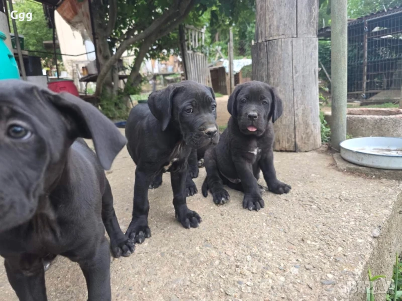 Кученца Кане Корсо, снимка 1