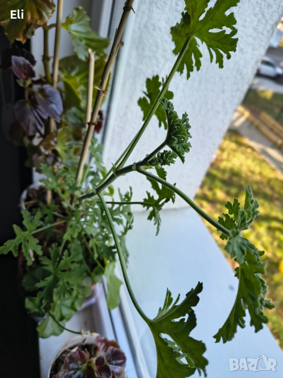 Индрише , снимка 1