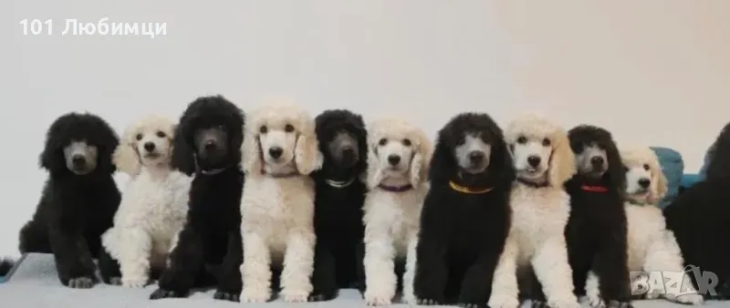 Кралски Пудели, снимка 1