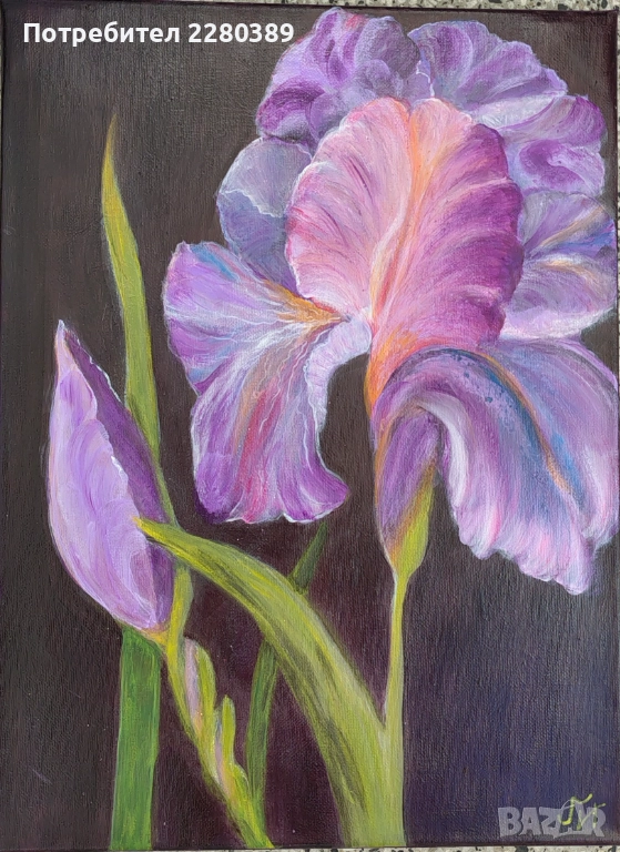 Ириси, снимка 1