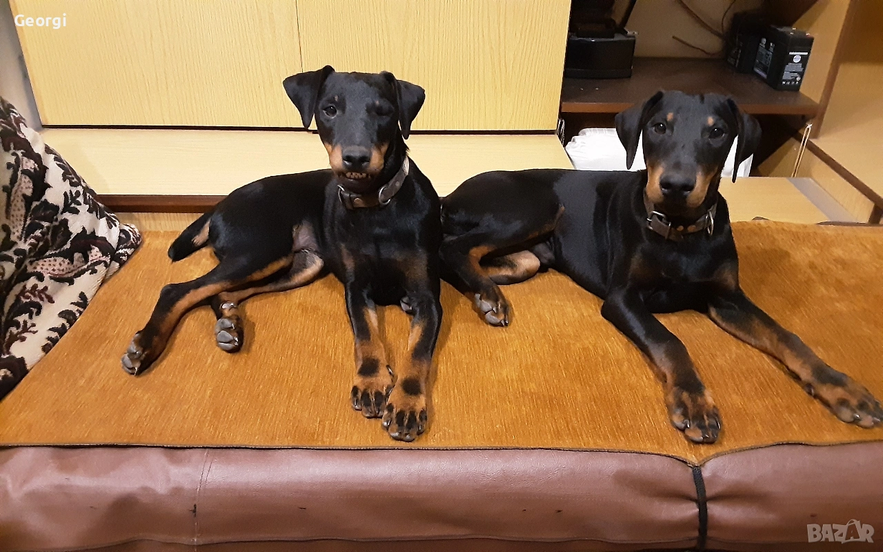 Продавам 6 бр. малки кучета ягтериери.родени на 28.01.26г., снимка 1