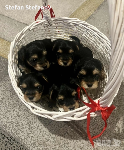 Йоркширски териер (Йорки), снимка 1