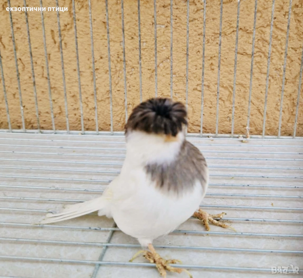 Продавам женски Глостер , снимка 1