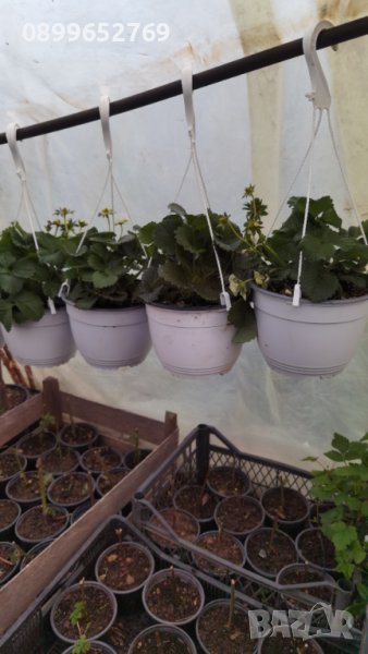 Целогодишна ягода във висяща саксия с кука, снимка 1