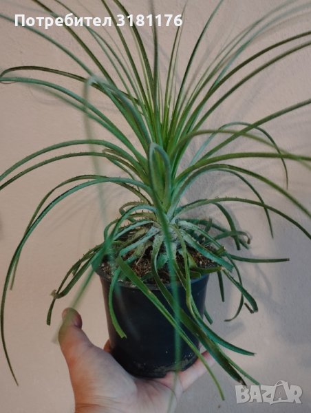 Продавам Пуя Мирабилис, снимка 1