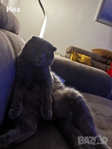 шотландец, снимка 3 - Британска късокосместа - 52631460