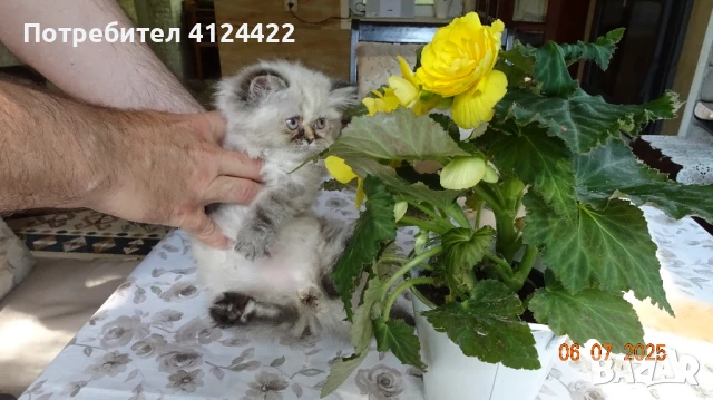 Женски кълърпойнт , снимка 1