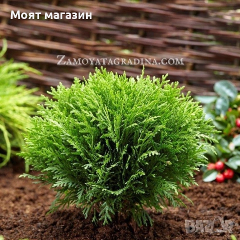 Туя Голд Даника Tuja Danica Gold, снимка 12 - Градински цветя и растения - 53650029