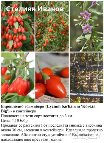 ПЛОДНИ ХРАСТИ В КОНТЕЙНЕРИ, снимка 3 - Градински цветя и растения - 53447504