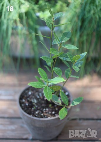 Дафинови листа , дръвчета