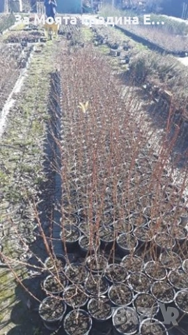 Форзиция , снимка 7 - Градински цветя и растения - 53633265