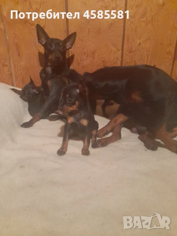 Чистокръвни немски пинери, снимка 9 - Пинчер - 52995417