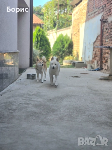 2 бр. Шиба Ину с родословие, снимка 9 - Шиба ину - 52678037