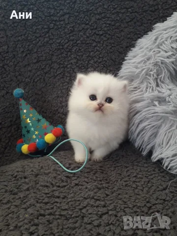 ШЕПИЧКА ЛЮБОВ.УНИКАЛНИ КОТЕНЦА