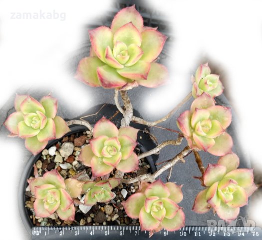 Еониум (Aeonium decorum variegata, Aeonium kiwionium), вкоренено сукулентно растение, снимка 1