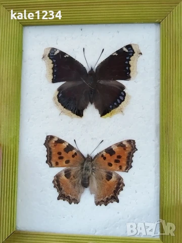 Пеперуди. Препарирани. Рамка. Естествени. Пеперуда , снимка 2 - Други - 50602532
