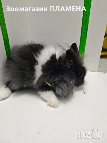 Мини зайчета джуджета , снимка 12 - Декоративни зайчета - 52481352