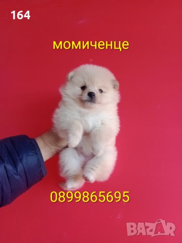 Мъжки и женски Померани. Реални снимки от 12.01.26 г. Померанчета., снимка 5 - Померан - 52926923