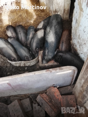 Китайски прасета , снимка 2 - Прасета - 53222081