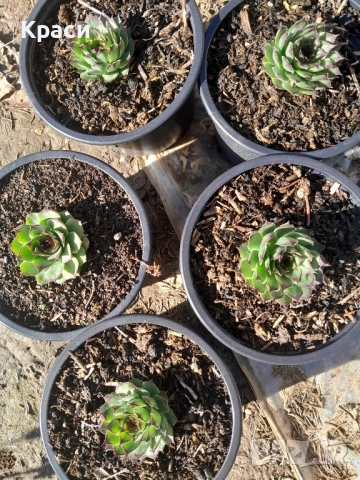 Комплекти седуми., снимка 2 - Градински цветя и растения - 52413728
