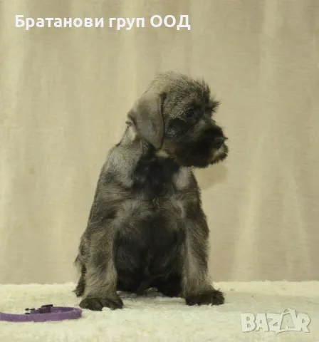 Среден Шнауцер женски кученца, снимка 4 - Други - 49301098