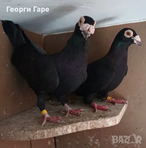 Бг изложбени пощенски гълъби , снимка 1