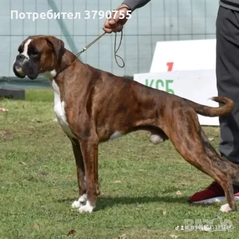 Боксер , снимка 11 - Боксер - 52847032