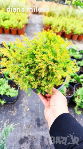 Промо пакет от 3бр студоустойчиви иглолистни и вечнозелени растения!, снимка 5 - Градински цветя и растения - 50929669