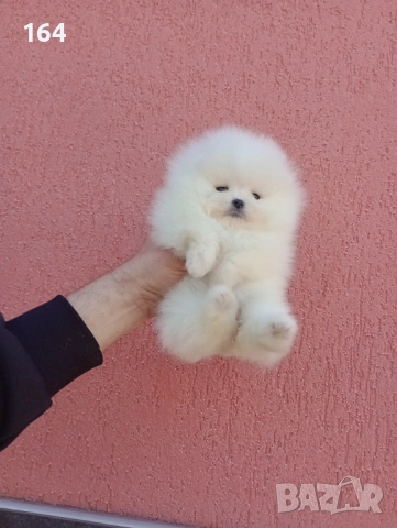 Женски бял Померан. Реални снимки от днес!, снимка 6 - Померан - 53793098