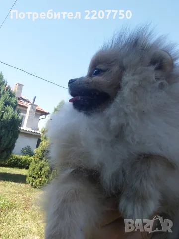 продавам померан 