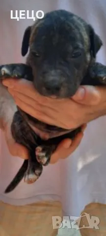 ПРОДАВАМ МАЛКИ ПИТБУЛИ !!! БЛУ НОС, снимка 10 - Питбул - 48336660