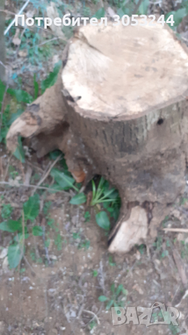 Орехово коренище корен дънер орех, снимка 2 - Други - 44808810
